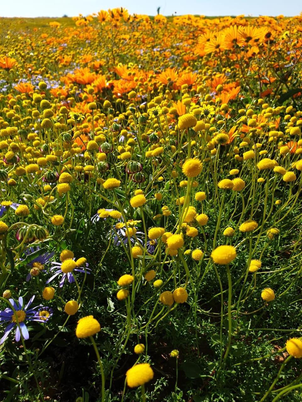 Namaqualand Eco Lodge Soebatsfontein エクステリア 写真